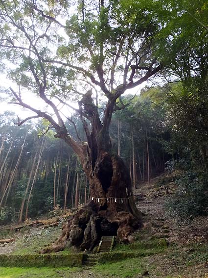 樹齢3000年の大楠