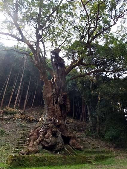樹齢3000年の大楠