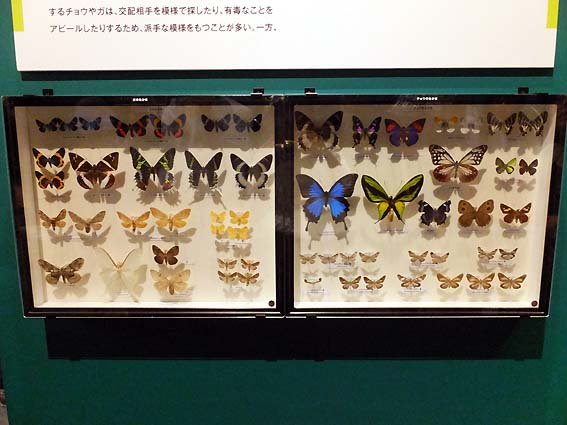 美しい蝶と蛾