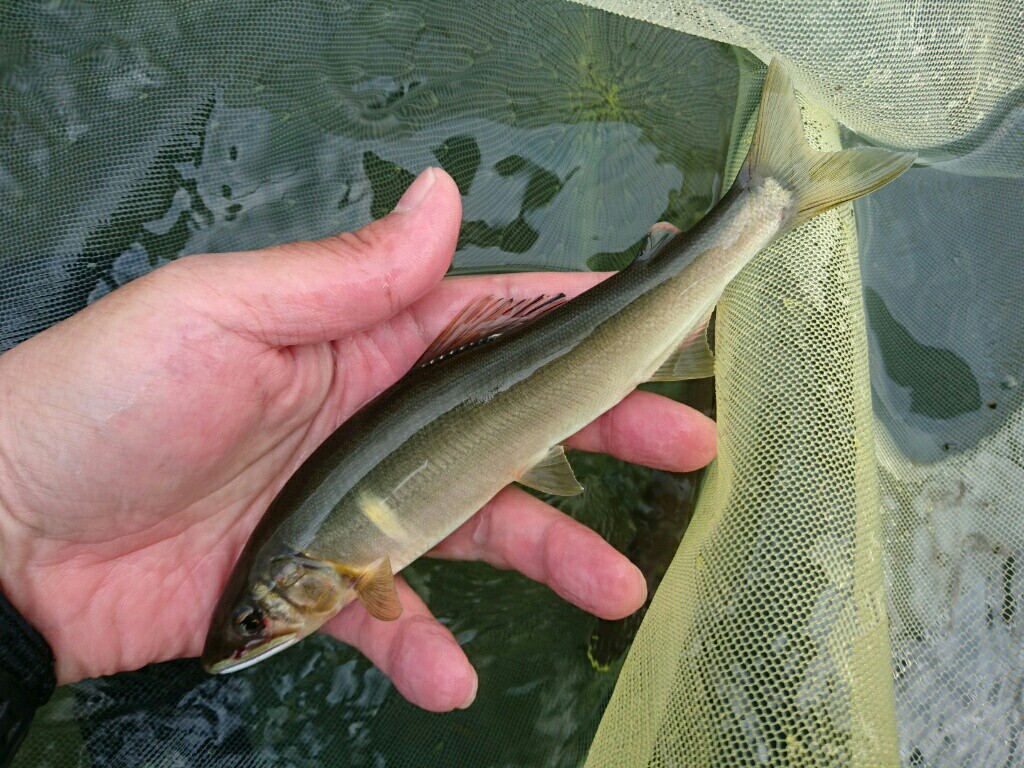 相模川で初めての鮎釣りに挑戦！～美しい自然と鮎の姿に感激です～