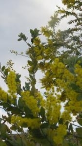 2017 3 7 ミモザの花（ギンヨウアカシア）