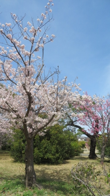 2022　3　30　桜並木 （河西公園）
