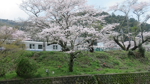 2017 4 9 山中渓の桜