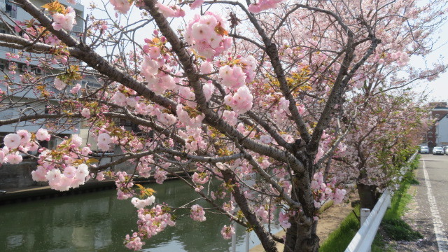 2022 4 7 川沿いの桜
