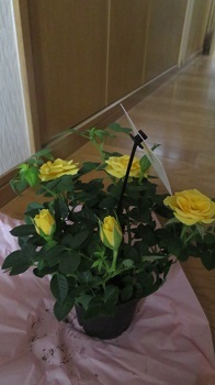 2017 5 14 黄色のバラ