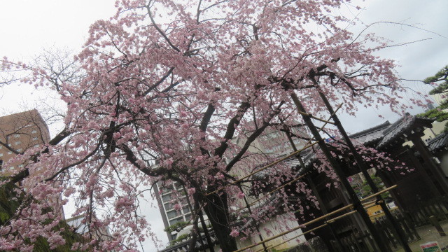 2023 3 23 お城の枝垂れ桜