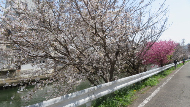 2023 3 28川沿いの桜