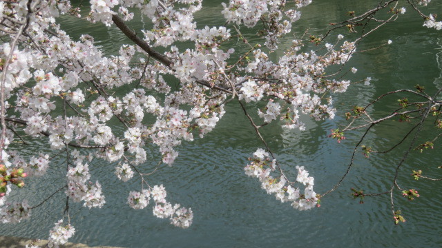 2023 3 28川沿いの桜