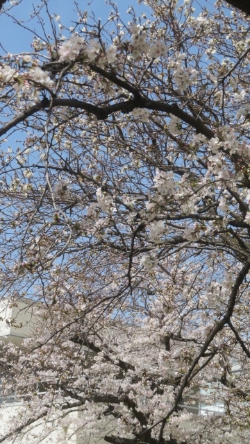 2023 3 28公園の桜