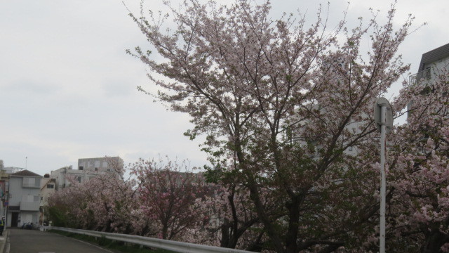 2023 4 6川沿いの桜