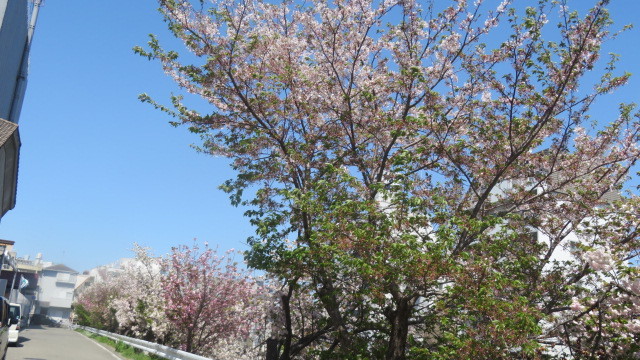 2023 4 10 川沿いの桜