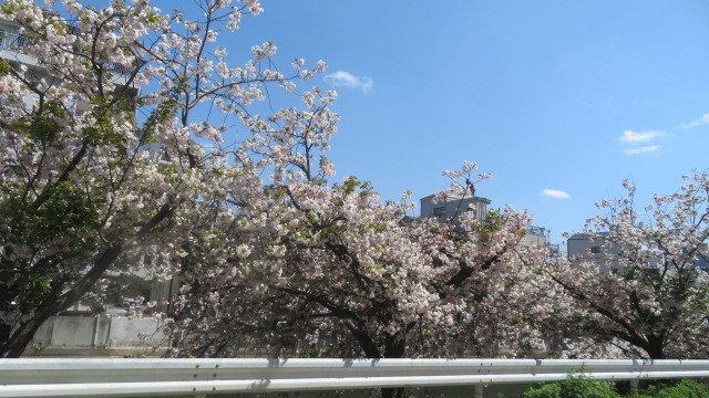 2023 4 10 川沿いの桜