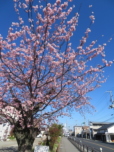 2020 3 6 早咲桜