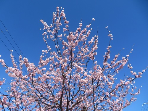 2020 3 6 早咲桜