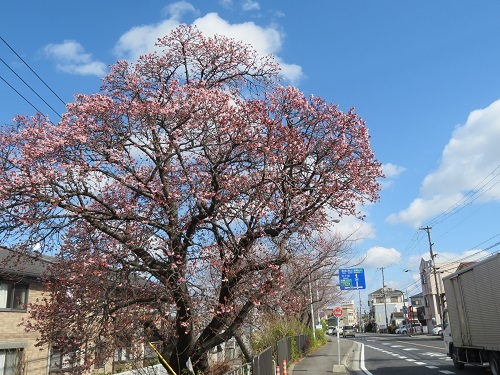 2019 2 1 早咲桜