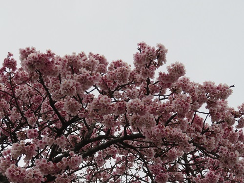 2019　2　15　早咲桜が見頃です。