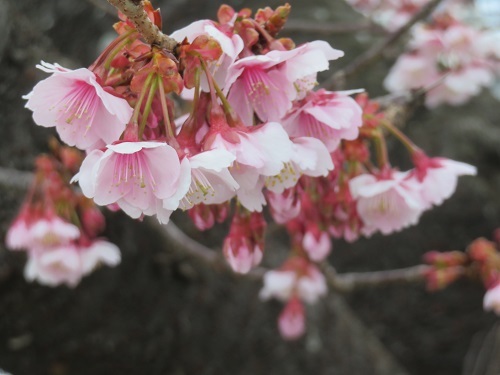 2019　2　15　早咲桜が見頃です。