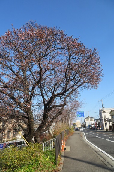 2021 1 25 早咲桜