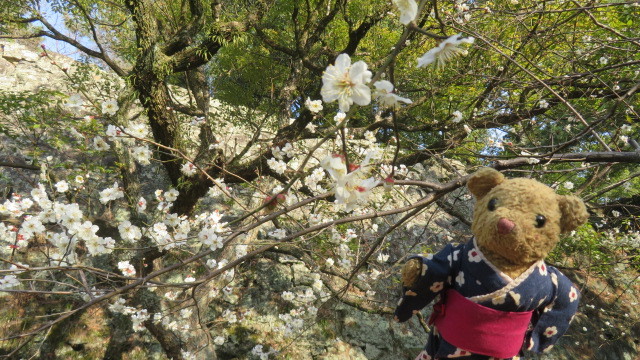 2019 3 12 天然記念物　蓬莱桜
