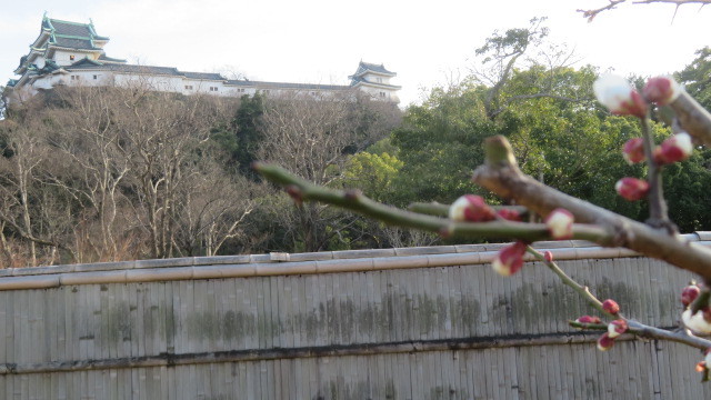 2019 3 12 天然記念物　蓬莱桜