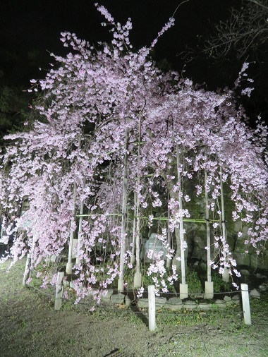 2019 4 2 お城　枝垂れ桜ライトアップ