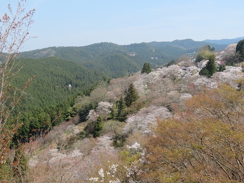 2019 4 7 国立公園　吉野山