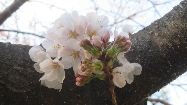 2018 2 20 早咲き桜