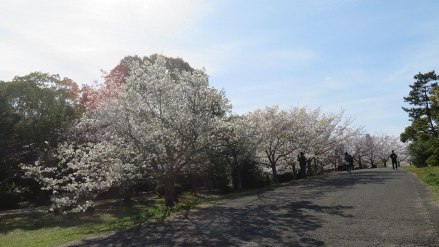 2019 4 12 牡丹桜