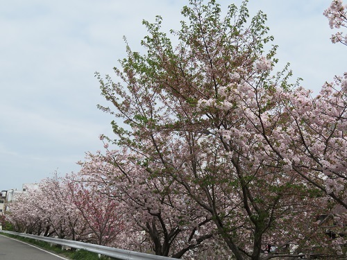 2018 4 5 八重桜　（牡丹桜）