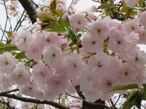 2018 4 5 八重桜　（牡丹桜）