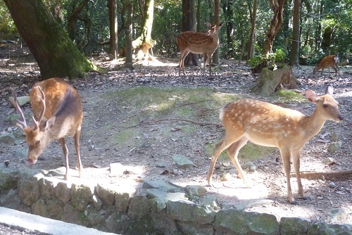 2017　8　19　奈良公園の鹿